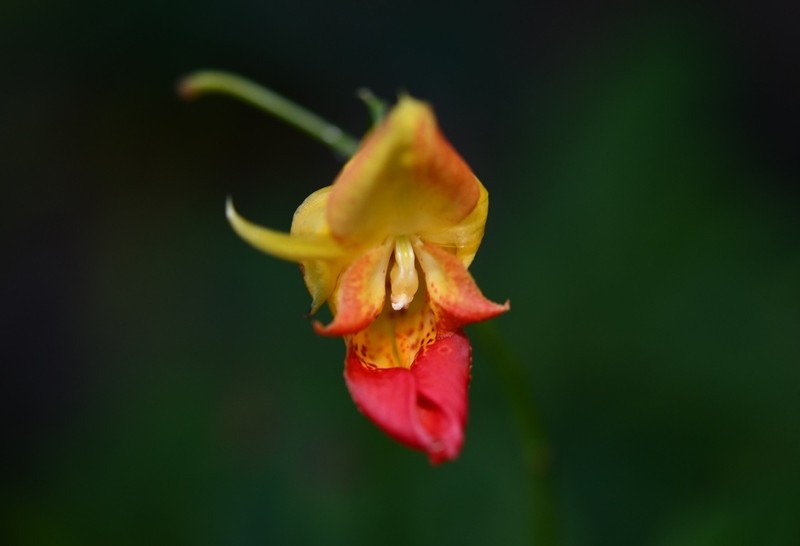 Impatiens apalophylla photo 2