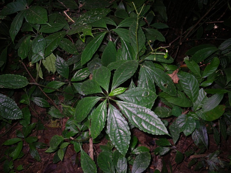 Impatiens apalophylla photo 3