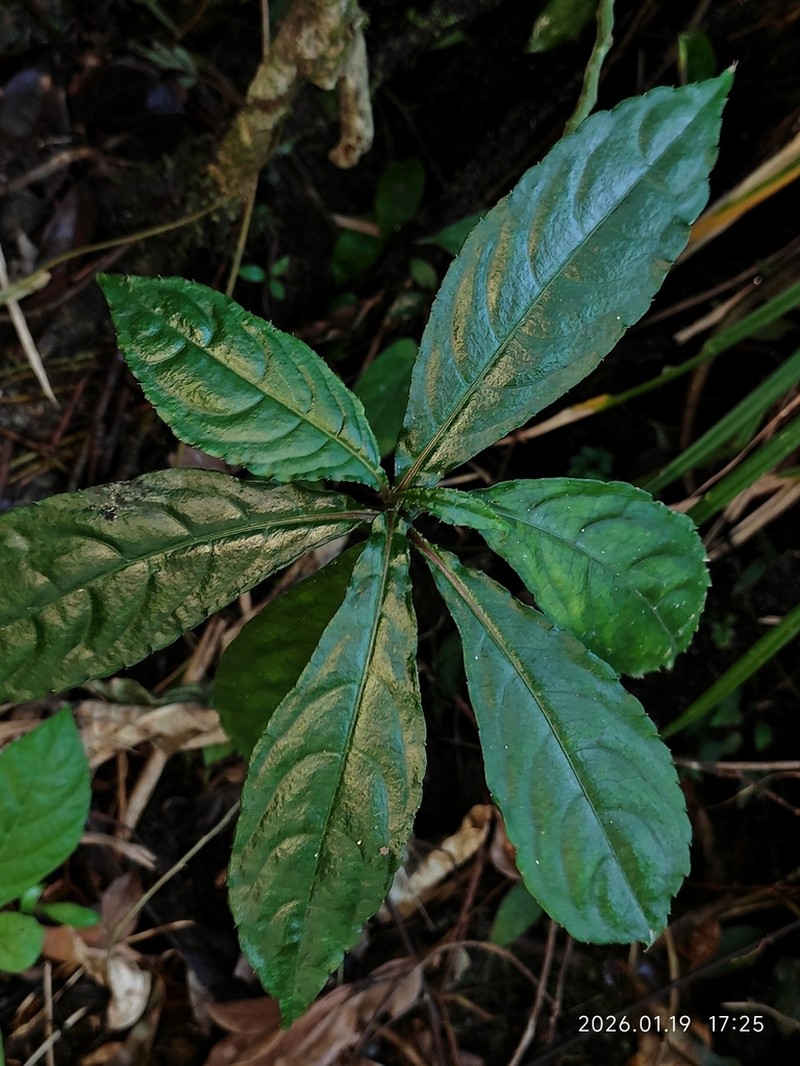Impatiens apalophylla photo 4