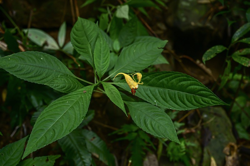 Impatiens apalophylla photo 5