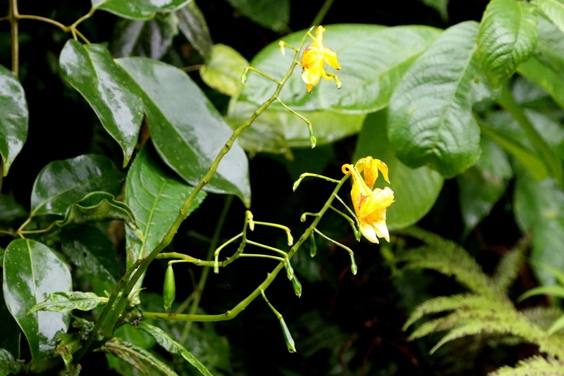 Impatiens apalophylla photo 6