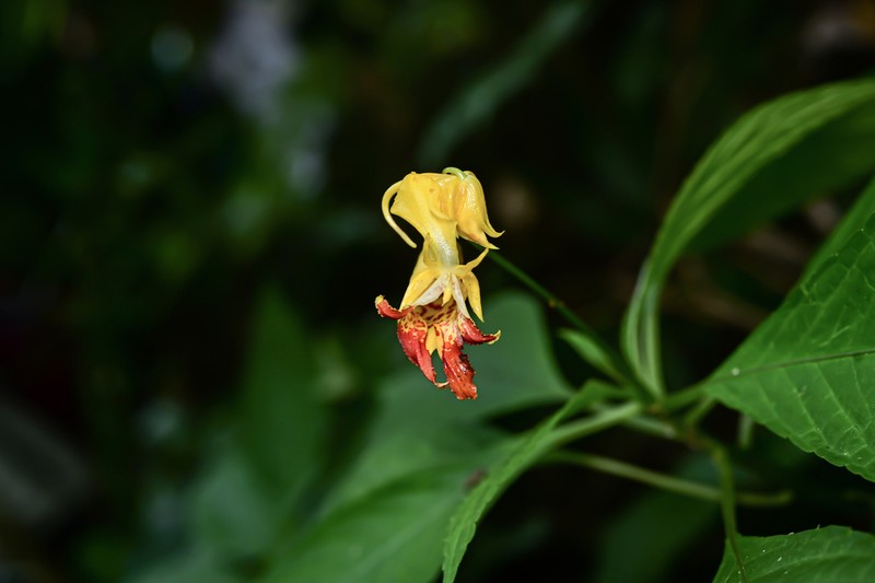 Impatiens apalophylla photo 7