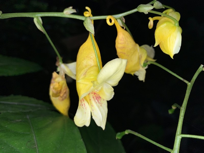 Impatiens apalophylla photo 8