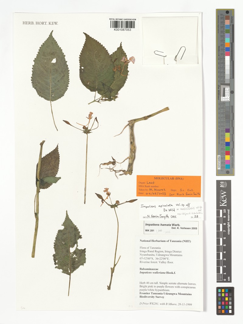 Impatiens apiculata