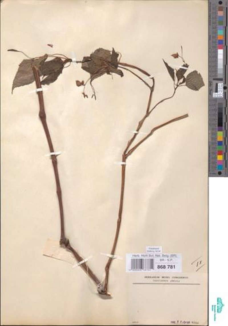 Impatiens apiculata photo 2