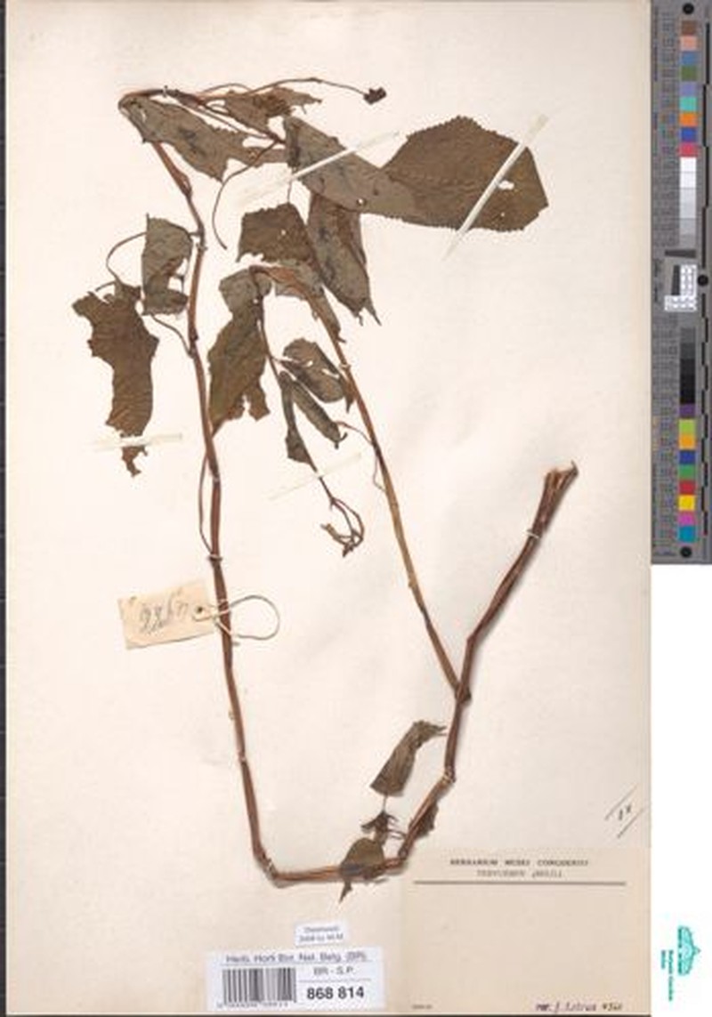 Impatiens apiculata photo 3