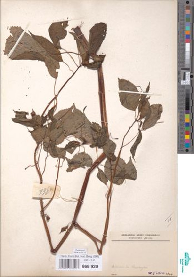 Impatiens apiculata photo 4