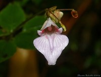 Impatiens appendiculata