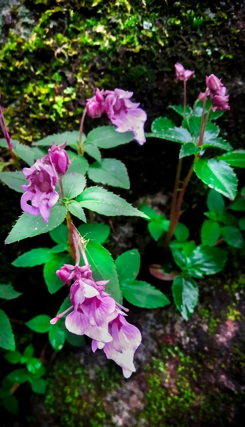 Impatiens appendiculata photo 2