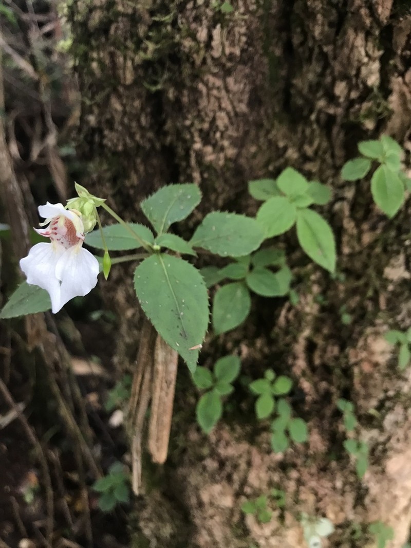 Impatiens appendiculata photo 3
