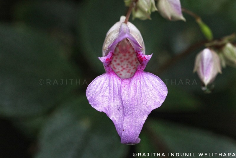 Impatiens appendiculata photo 4