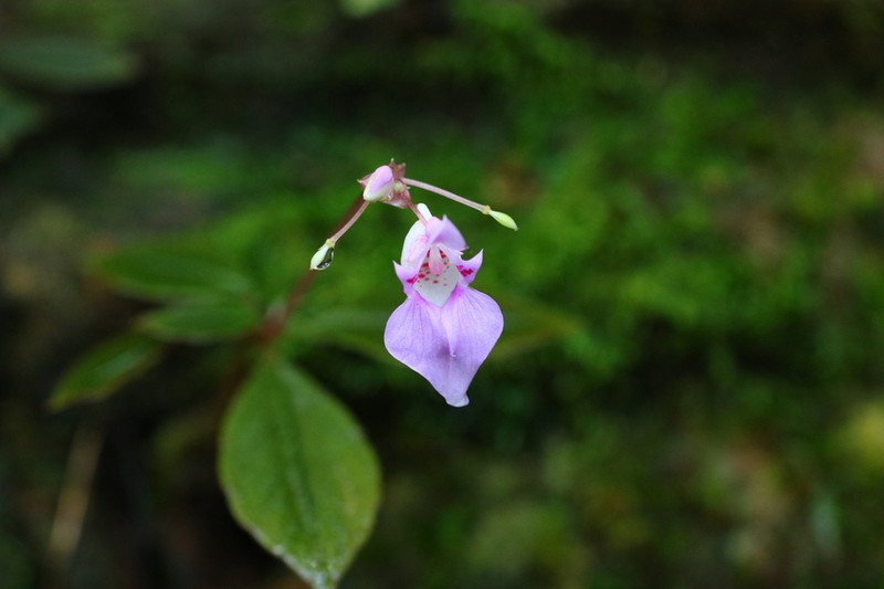 Impatiens appendiculata photo 5