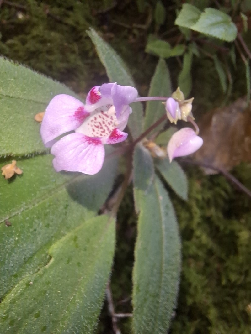 Impatiens appendiculata photo 6