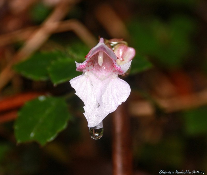 Impatiens appendiculata photo 7