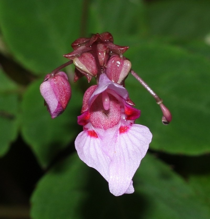 Impatiens appendiculata photo 8
