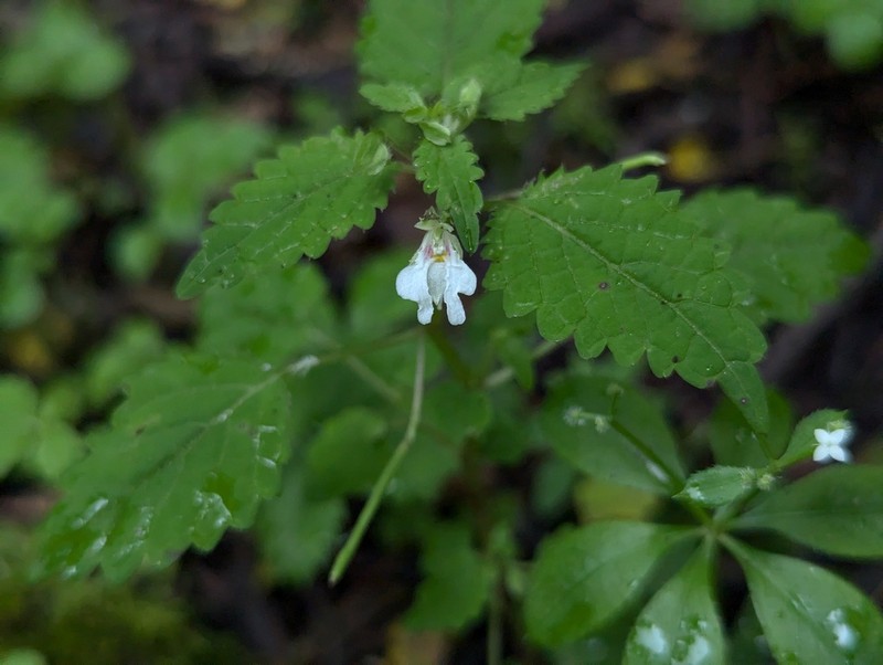 Impatiens apsotis