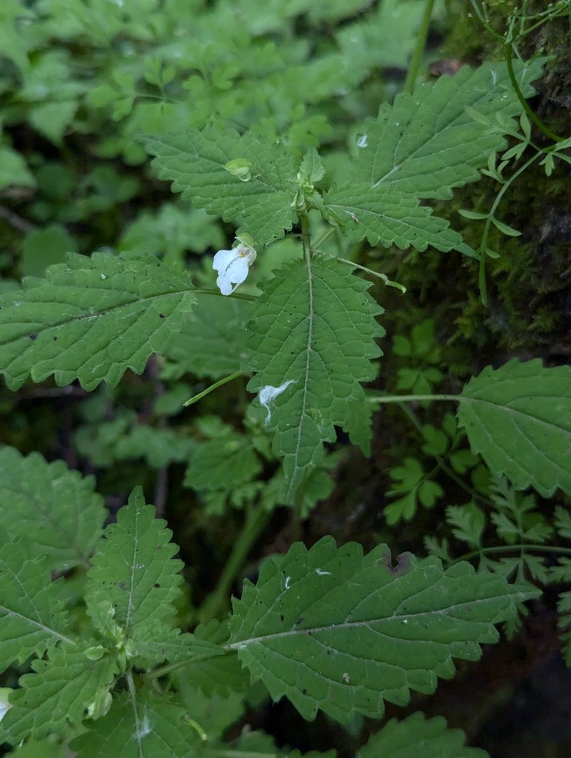 Impatiens apsotis photo 2
