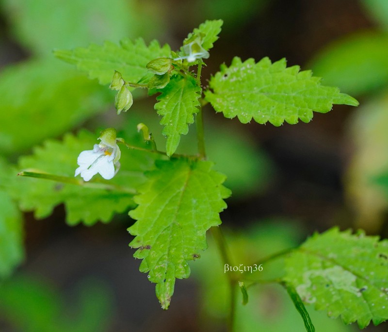 Impatiens apsotis photo 3