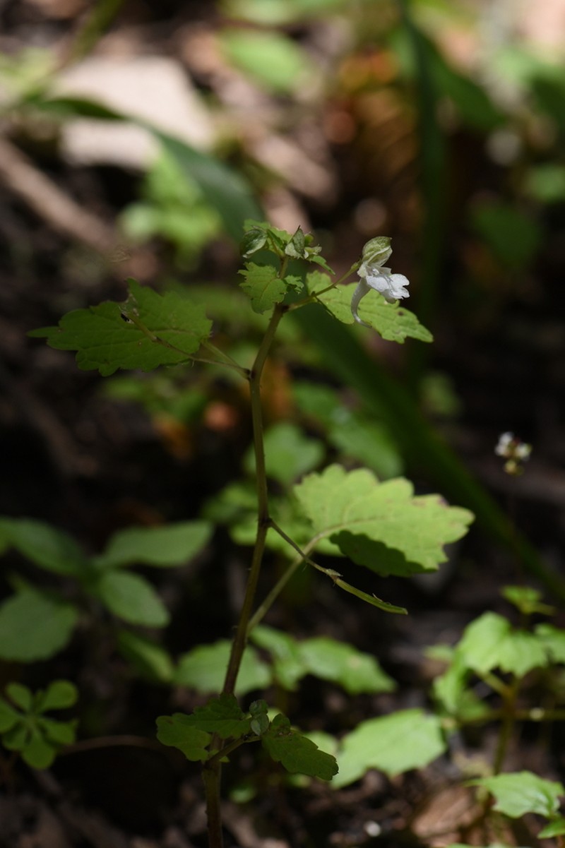 Impatiens apsotis photo 4
