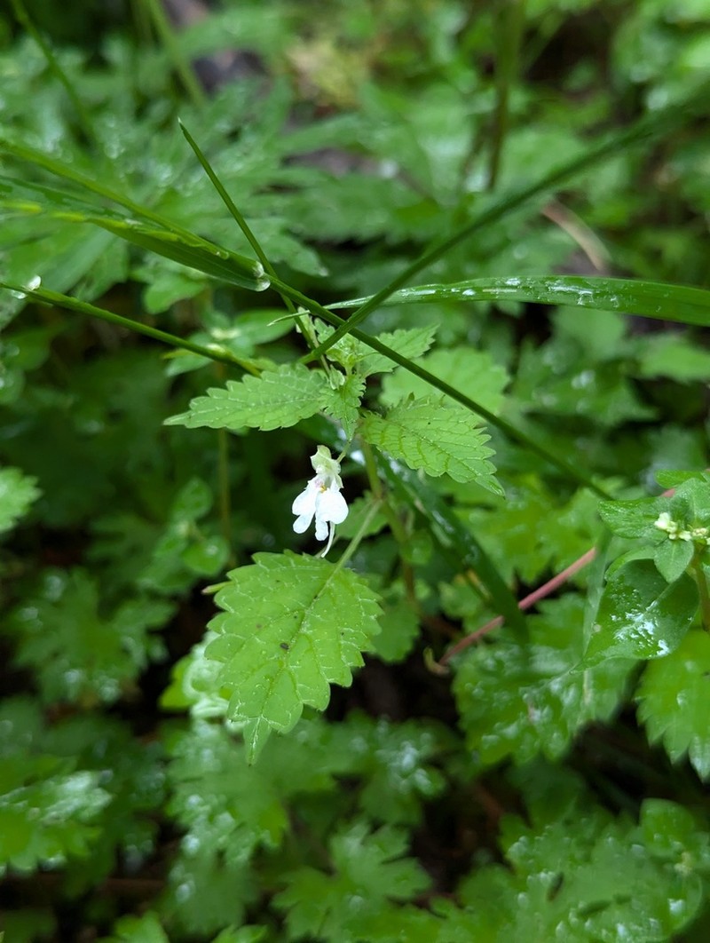 Impatiens apsotis photo 5
