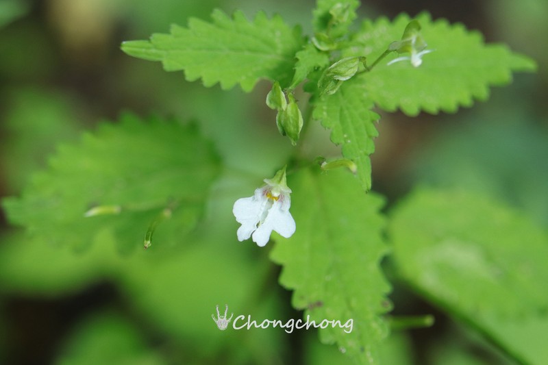 Impatiens apsotis photo 6