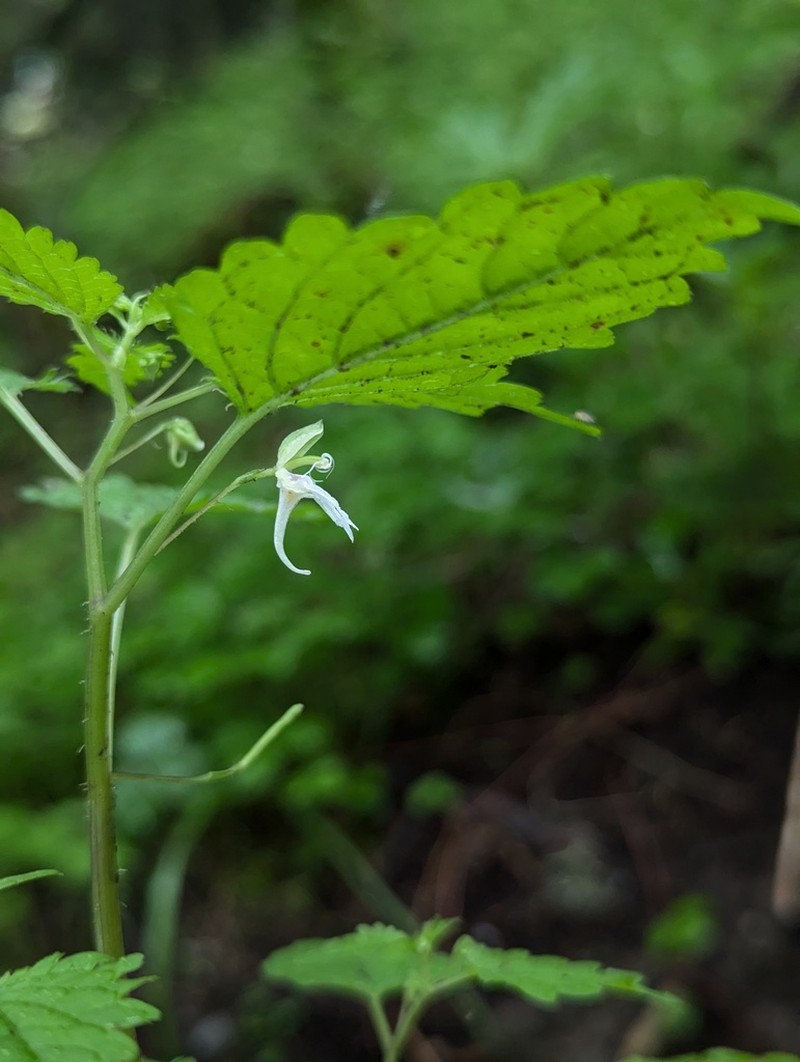 Impatiens apsotis photo 8