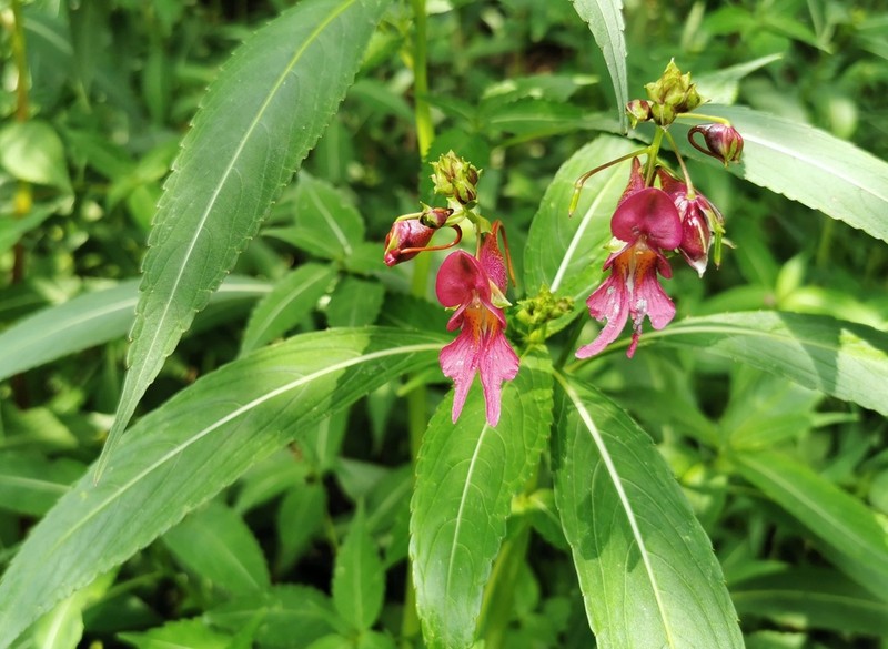 Impatiens aquatilis