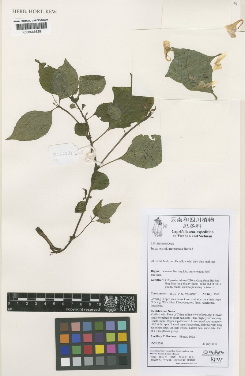 Impatiens arctosepala