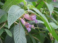 Impatiens arguta