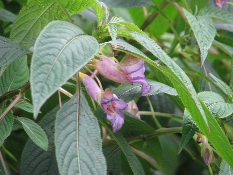 Impatiens arguta
