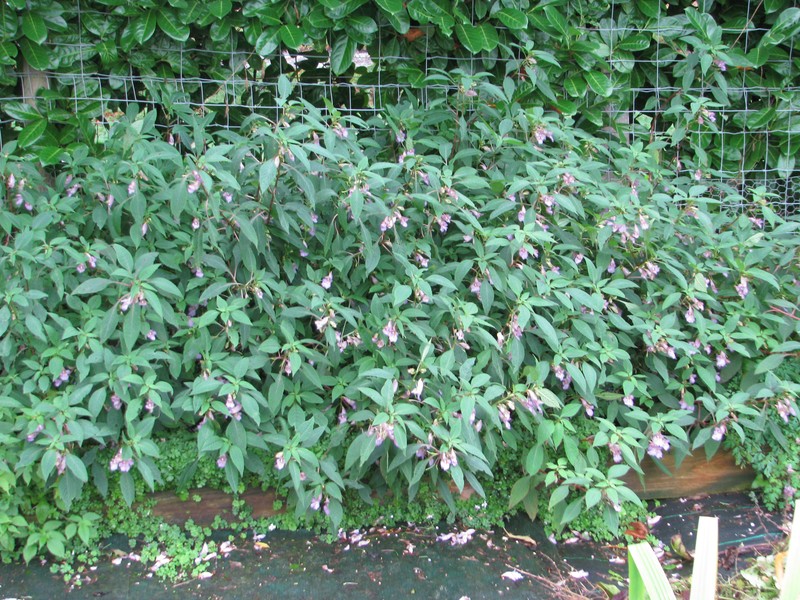 Impatiens arguta photo 2