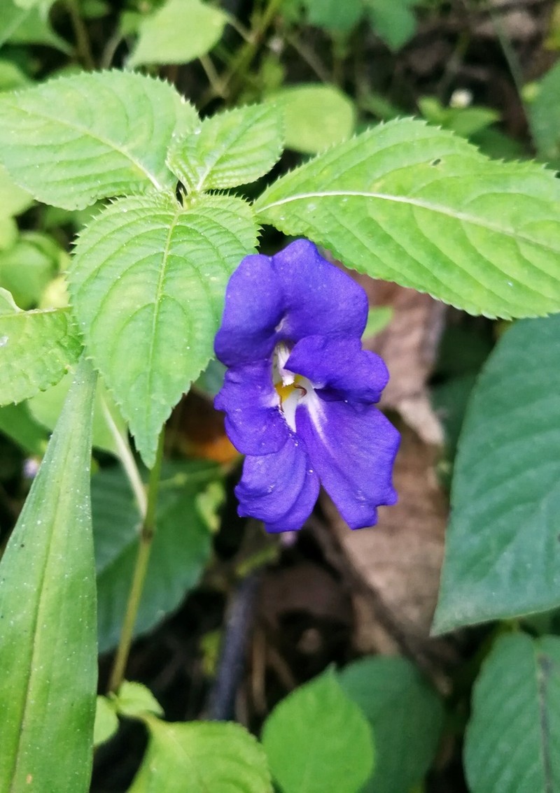 Impatiens arguta photo 3