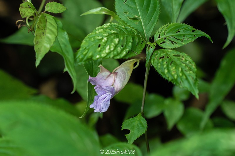 Impatiens arguta photo 4