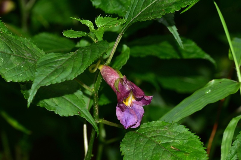 Impatiens arguta photo 5