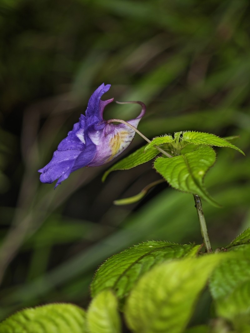 Impatiens arguta photo 6