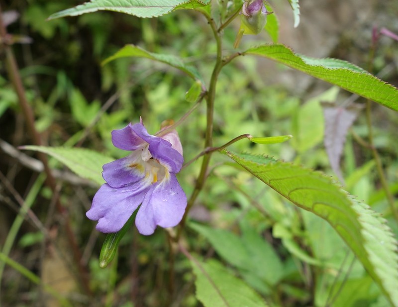 Impatiens arguta photo 7