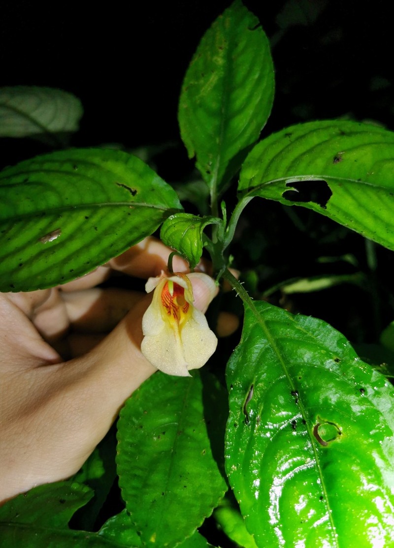 Impatiens armeniaca