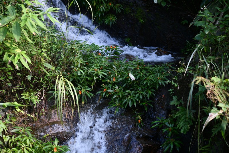 Impatiens armeniaca photo 2