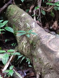 Impatiens arnottii