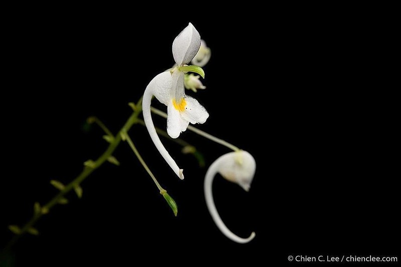 Impatiens arnottii photo 2