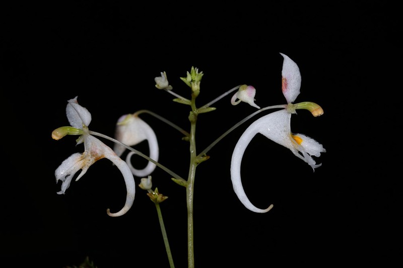 Impatiens arnottii photo 3