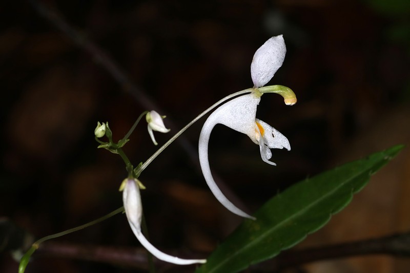 Impatiens arnottii photo 4