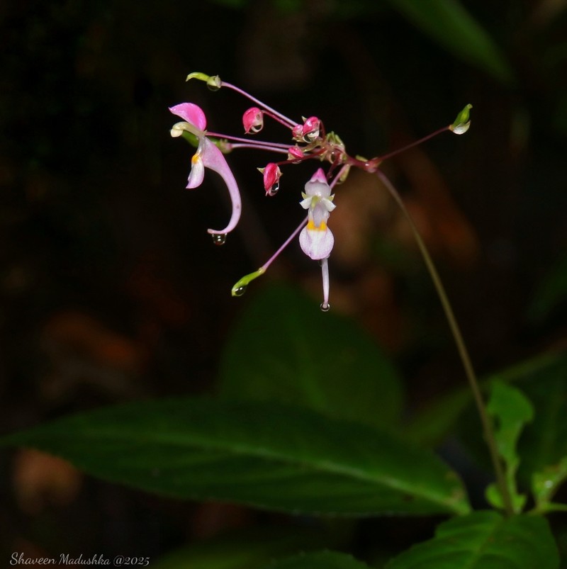Impatiens arnottii photo 5