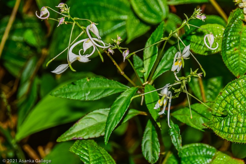 Impatiens arnottii photo 6