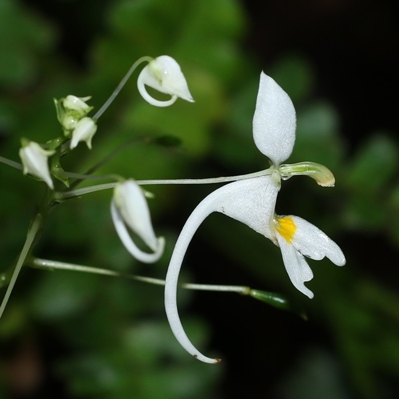 Impatiens arnottii photo 7