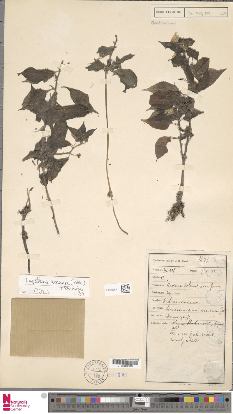 Impatiens arriensii photo 3