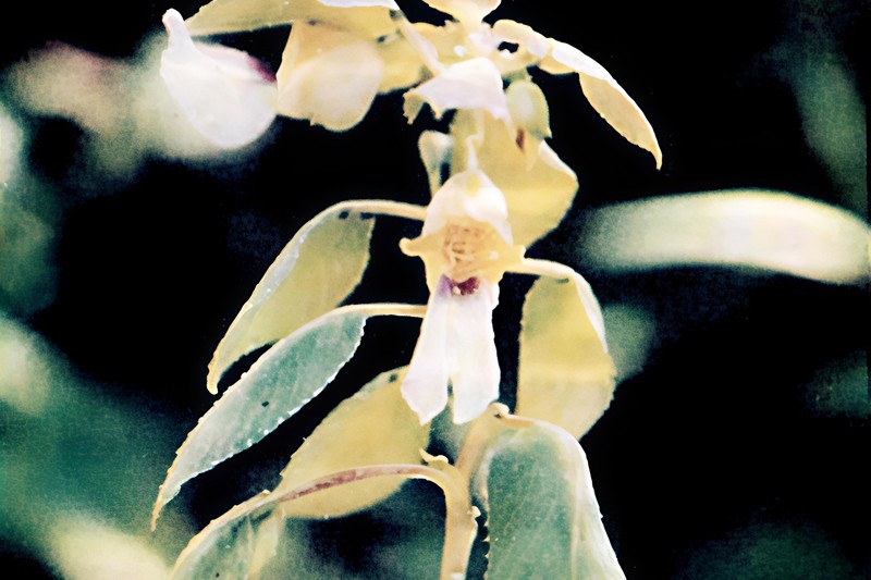 Impatiens arriensii