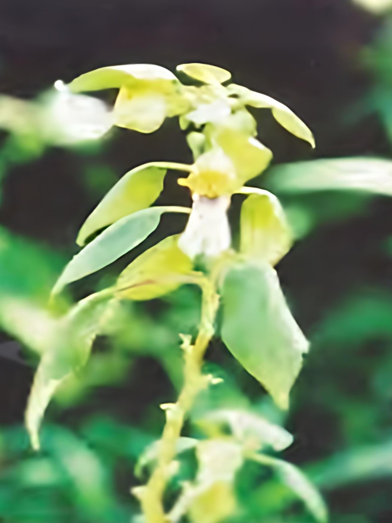 Impatiens arriensii photo 6
