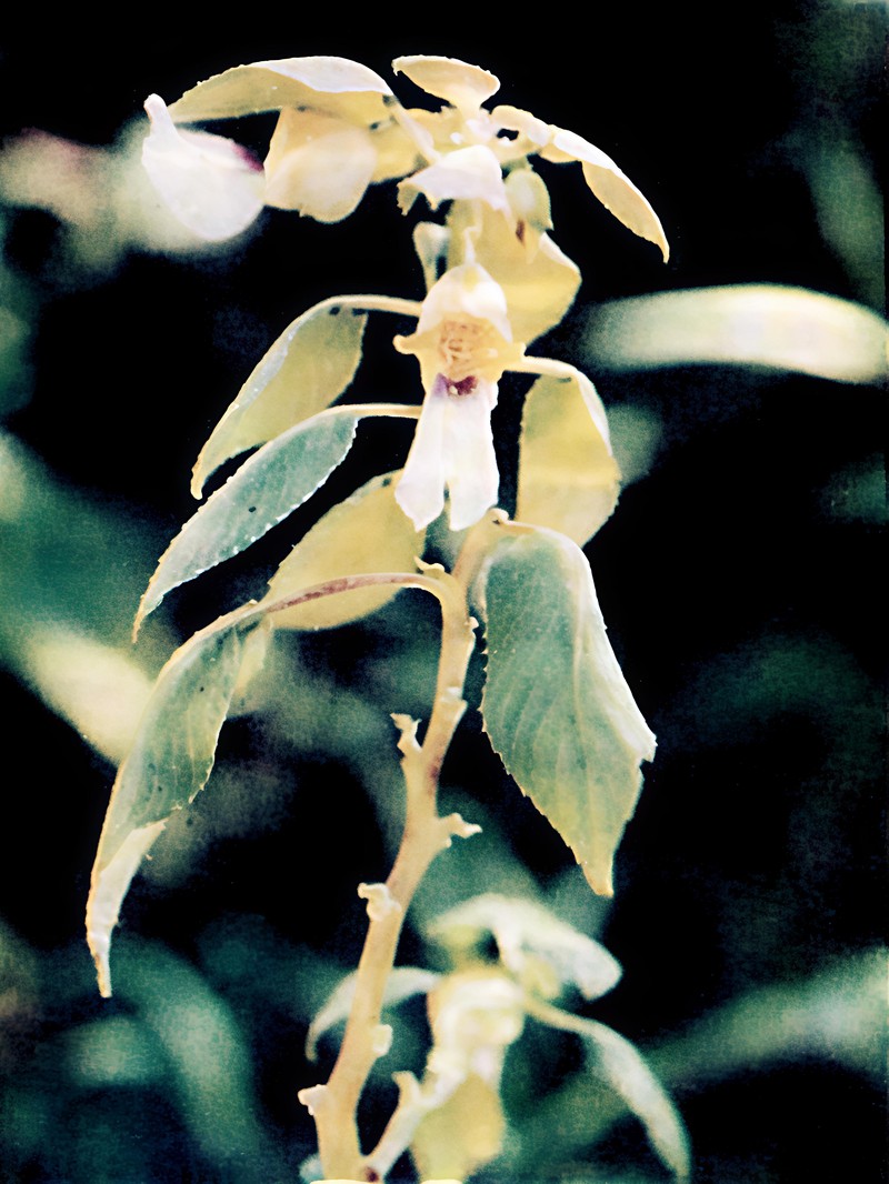 Impatiens arriensii photo 7