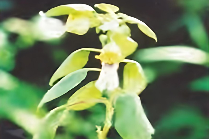 Impatiens arriensii photo 8